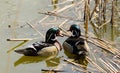 Two wild ducks swimming in the pond Royalty Free Stock Photo