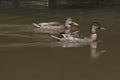 Two wild ducks swimming Royalty Free Stock Photo