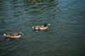 two wild ducks swimming Royalty Free Stock Photo