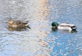 Two wild ducks swimming on river. Mallard. High quality photo. Royalty Free Stock Photo