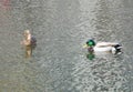Two wild ducks swimming on river. Mallard. High quality photo. Royalty Free Stock Photo
