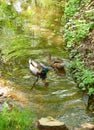 Two wild ducks swimming on water Royalty Free Stock Photo