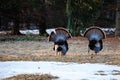 Two wild eastern turkeys (Meleagris gallopavo) displaying and strutting with tail feathers in fan position Royalty Free Stock Photo