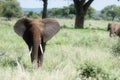 Two Wild Elephants in a Family Group in a Lush Tanzania Landscape Royalty Free Stock Photo