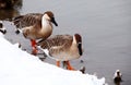 Two wild geese are looking for food on the shore.