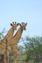 Two wild giraffes