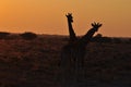 Two wild giraffes on sunset in African savannah