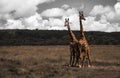 Two wild giraffs in african savanna in Serengeti National Park in Tanzania.