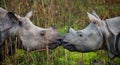 Two Wild Great one-horned rhinoceroses looking at each other face to face.