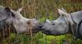 Two Wild Great one-horned rhinoceroses looking at each other face to face. Royalty Free Stock Photo