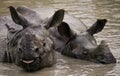 Two Wild Great one-horned rhinoceroses lying in a puddle.