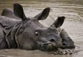 Two Wild Great one-horned rhinoceroses lying in a puddle.