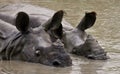 Two Wild Great one-horned rhinoceroses lying in a puddle.