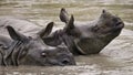 Two Wild Great one-horned rhinoceroses lying in a puddle.