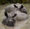 Two Wild Great one-horned rhinoceroses lying in a puddle.