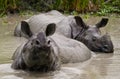 Two Wild Great one-horned rhinoceroses lying in a puddle.