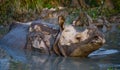 Two Wild Great one-horned rhinoceroses lying in a puddle.