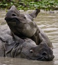 Two Wild Great one-horned rhinoceroses lying in a puddle.