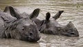 Two Wild Great one-horned rhinoceroses lying in a puddle.