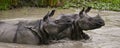 Two Wild Great one-horned rhinoceroses lying in a puddle.