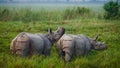 Two Wild Great one-horned rhinoceroses in a national park. Royalty Free Stock Photo