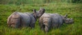 Two Wild Great one-horned rhinoceroses in a national park. Royalty Free Stock Photo