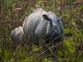 Two Wild Great one-horned rhinoceroses in a national park.