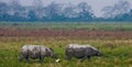 Two Wild Great one-horned rhinoceroses in a national park.