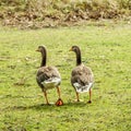 Two Wild Grey Geese Walking Together On A Grass Field