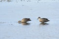 Grey Teals Royalty Free Stock Photo