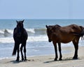 Two wild horses on the beach Royalty Free Stock Photo