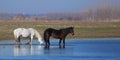 Two wild horses black and white is drinking on the watering place Royalty Free Stock Photo