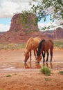 Two wild horses drinking at desert oasis Royalty Free Stock Photo