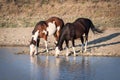 Two wild horses drinking water at a pond Royalty Free Stock Photo