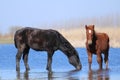 Two wild horses are drinking in watering place Royalty Free Stock Photo