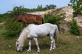 Two wild horses in the dunes Royalty Free Stock Photo