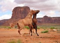 Two wild horses fighting in Southwestern desert Royalty Free Stock Photo