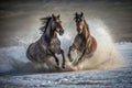 Two wild horses galloping through water, kicking up spray and creating a cloud of dust. Amazing wildlife