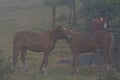 two Wild horses gracing peacefully among the houses. Royalty Free Stock Photo