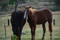 Two wild horses grazing at homestead. Royalty Free Stock Photo