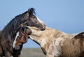 Wild horses hugging in McCullough Peaks Area in cody, Wyoming with blue sky Royalty Free Stock Photo