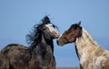 Wild horses hugging in McCullough Peaks Area in cody, Wyoming with blue sky Royalty Free Stock Photo