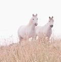 White Horses in soft focus Royalty Free Stock Photo