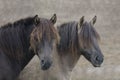 Two wild horses Royalty Free Stock Photo