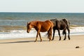 A Wild Brown Horse Walking Ahead of a Wild Black Horse on a Beach at Corolla, North Carolina Royalty Free Stock Photo