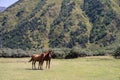 Two wild horses stand at the foot of a high mountain Royalty Free Stock Photo