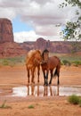 two wild horses with heads close Royalty Free Stock Photo