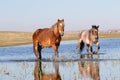 Two wild horses troat through the water Royalty Free Stock Photo