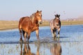 Two wild pony troat through the water on the watering  place Royalty Free Stock Photo