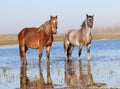 Two wild horses on the watering place Royalty Free Stock Photo